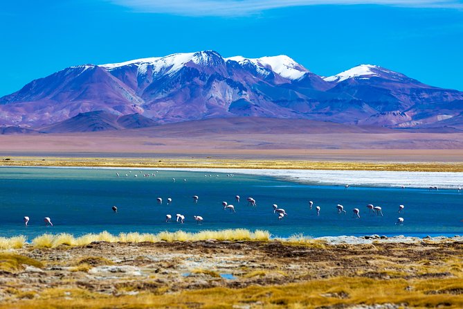 Altiplanic Lagoons & Piedras Rojas Tour from San Pedro de Atacama - Chaxa Lagoon and the salt flats