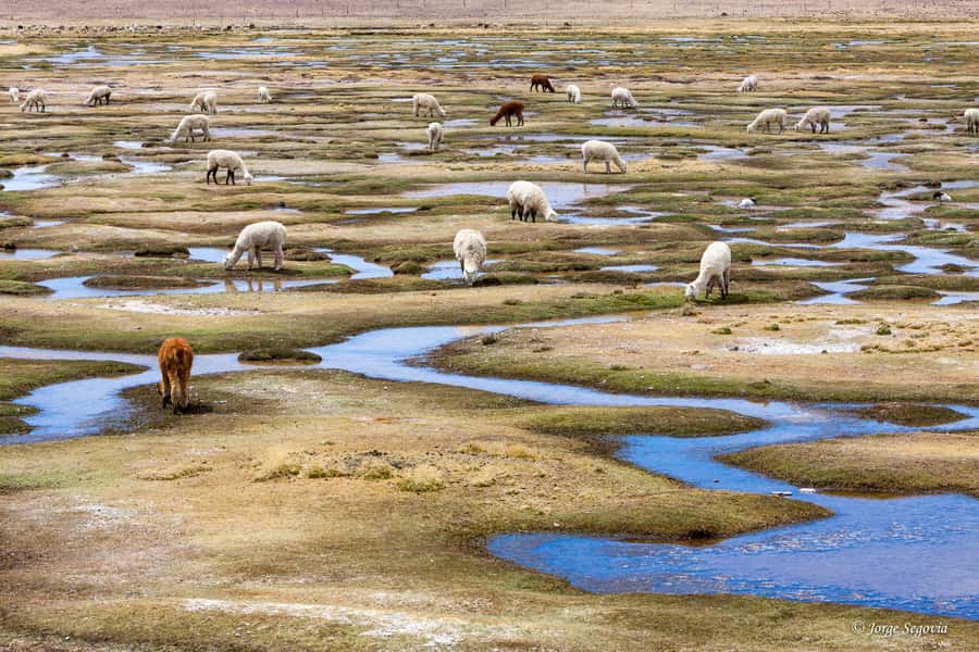 Andean Saltflats full-day with breakfast and lunch - Key points at a glance