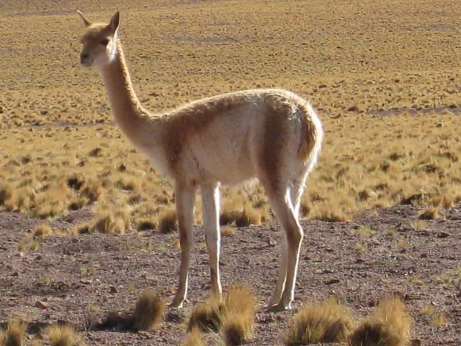 Andean Saltflats full-day with breakfast and lunch - Leaving San Pedro for the high Andes