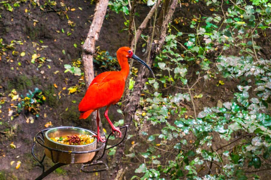 Aviary & Tricao Park Tour with Undurraga Wine Tasting - Is $147 a fair price?