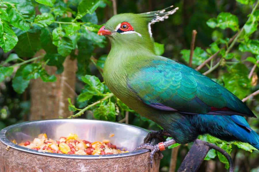 Aviary & Tricao Park Tour with Undurraga Wine Tasting - Inside the free-flying aviary