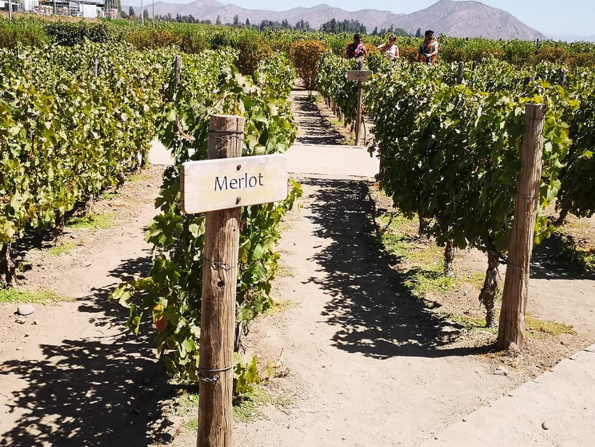 Bahá’í Temple, Winery and Lapis Lazuli + Private Transport - Cousiño Macul, Santiago’s city winery