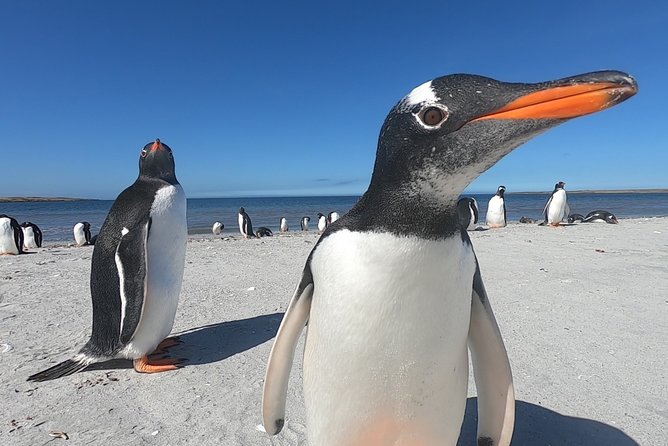 Bertha’s Beach & Beyond - Your Falklands, Your Way! - Key points to know before you book