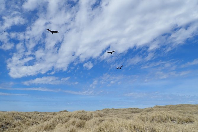 Bertha’s Beach & Beyond - Your Falklands, Your Way! - Two hours with Gentoo penguins