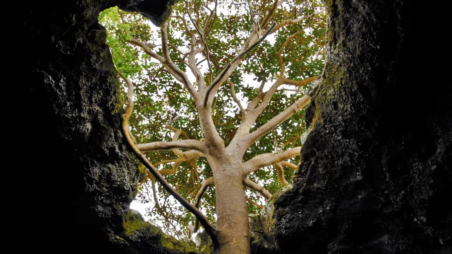 Easter Island: Full Day Ancestral Caves and Orongo Village - Who will get the most from this outing?