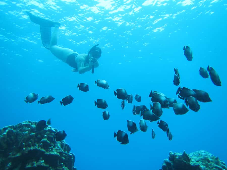 Easter island: Snorqueling tour on coral reefs - Why Rapa Nui looks different from below