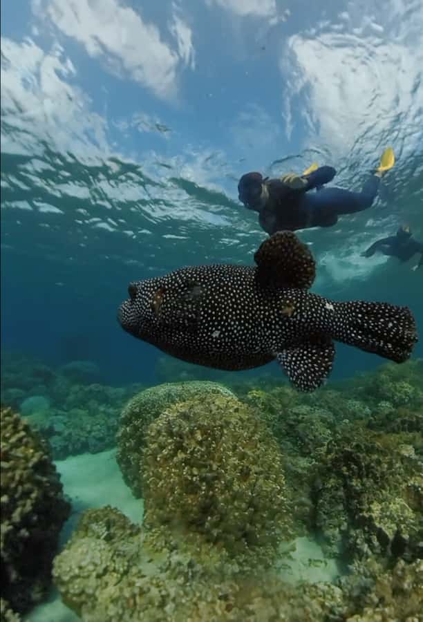 Easter island: Snorqueling tour on coral reefs - Swimming above coral and local fish