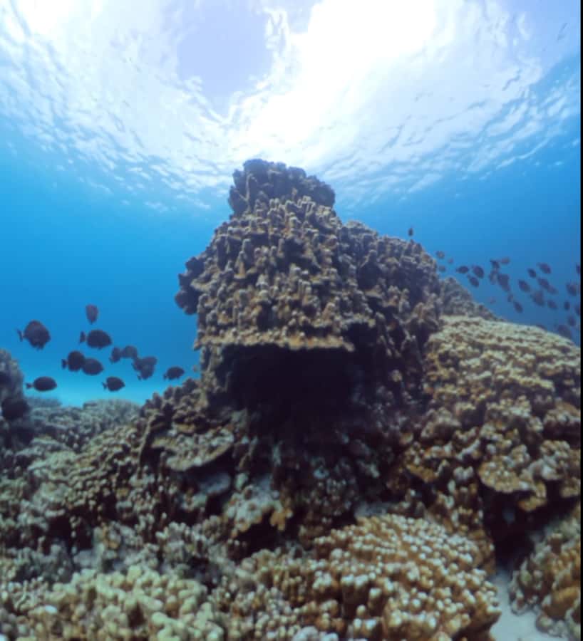 Easter island: Snorqueling tour on coral reefs - Underwater videos and practical camera advice