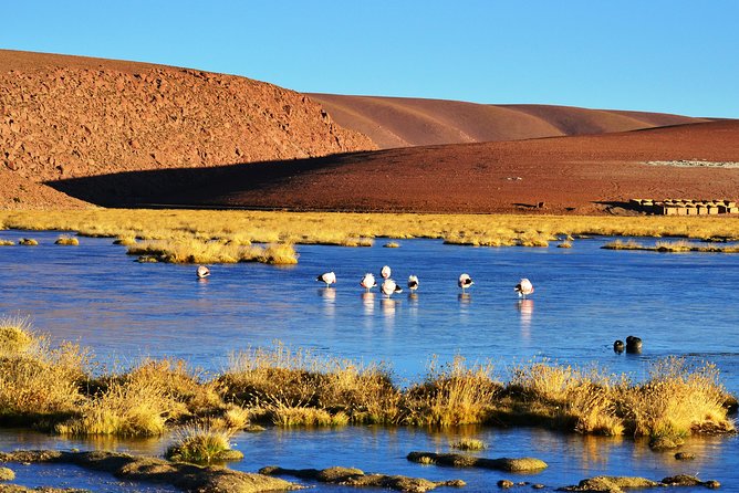 El Tatio Geysers Tour from San Pedro de Atacama - What the guides add