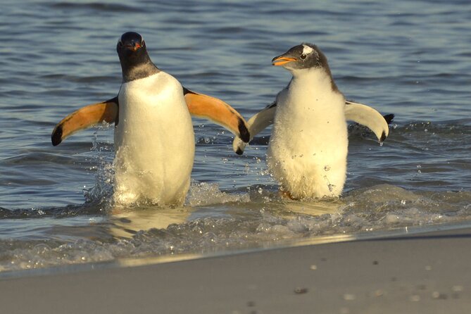 Falkland Islands Shared Tour Sightseeing with Penguins - Key points to know before booking