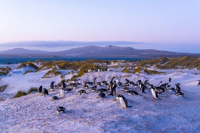 Falkland Islands Shared Tour Sightseeing with Penguins - Gypsy Cove: shore birds, dunes, and wide views