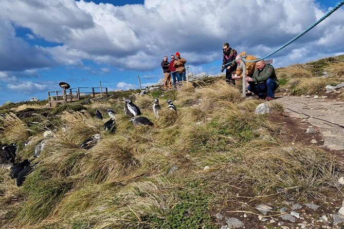 Falkland Islands Shared Tour Sightseeing with Penguins - Yorke Bay: your first chance to find penguins