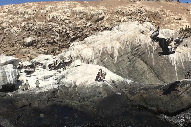 Fr STGO: WILD PENGUINS, SEALION, SANDBOARD, PARAGLIDING & PICNIC - Why this Santiago day trip packs in so much