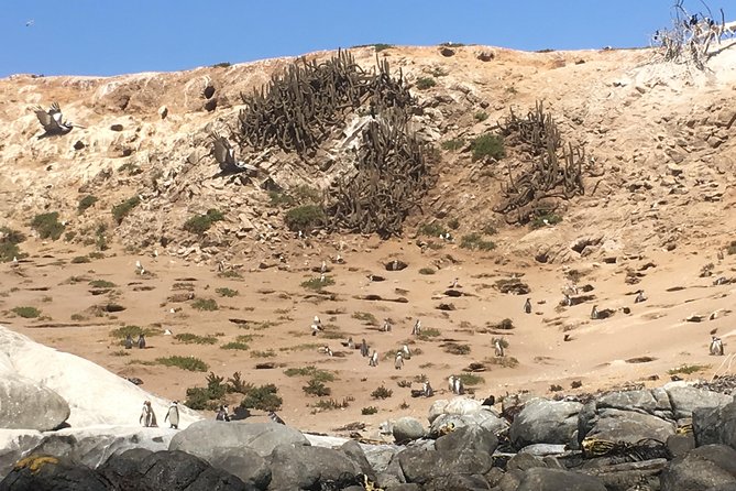 Fr STGO: WILD PENGUINS, SEALION, SANDBOARD, PARAGLIDING & PICNIC - Sea lions near the fishing area