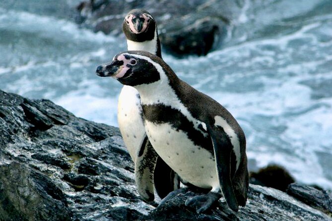 Fr VALPO: WILD PENGUINS, SEALION, SANDBOARD, PARAGLIDING & PICNIC - Key things to know before you book