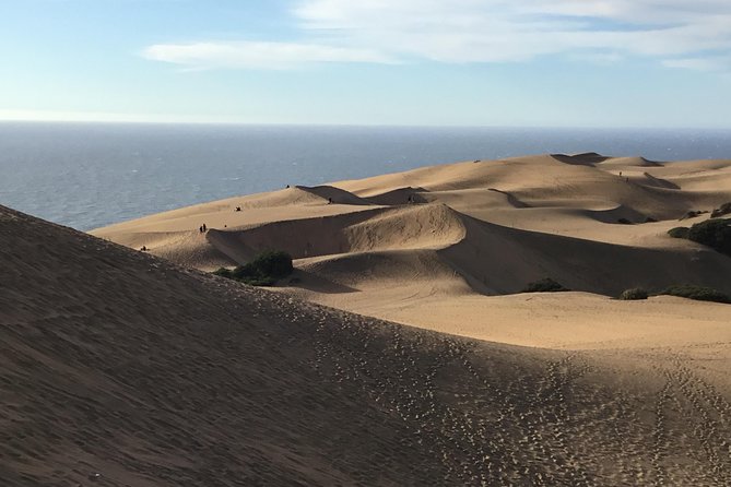 Fr VALPO: WILD PENGUINS, SEALION, SANDBOARD, PARAGLIDING & PICNIC - Who should book this day
