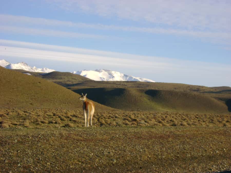 From Puerto Natales: Torres del Paine National Park Trip - Nordenskjöld Lake, Pehoé Lake, guanacos, and rheas
