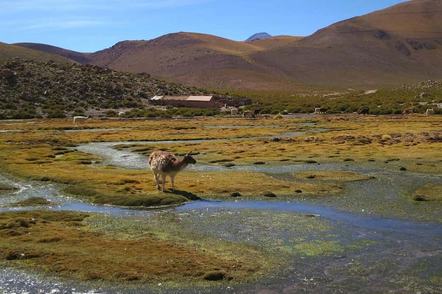 From San Pedro de Atacama: Geysers del Tatio Half-Day Tour - Walking among fumaroles and boiling pools