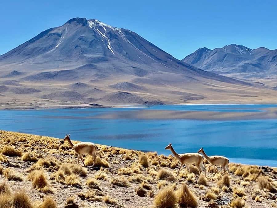 From San Pedro de Atacama: Lagoons and Piedras Reds - Food, language, and practical comfort