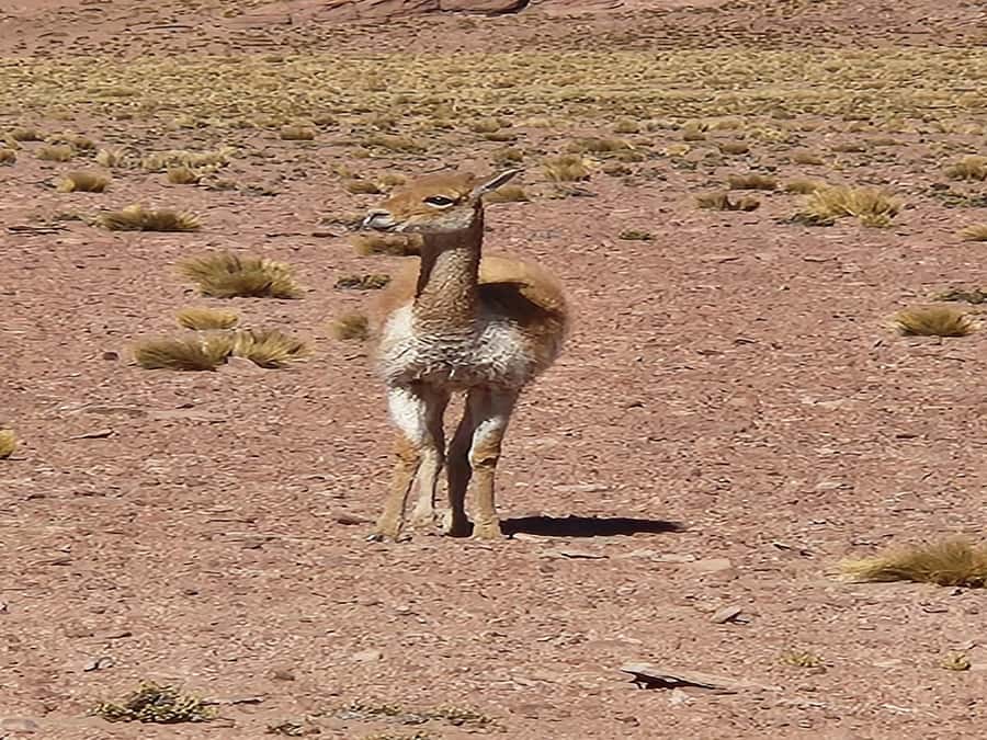 From San Pedro de Atacama: Lagoons and Piedras Reds - Transport, group size, and the pace of the day