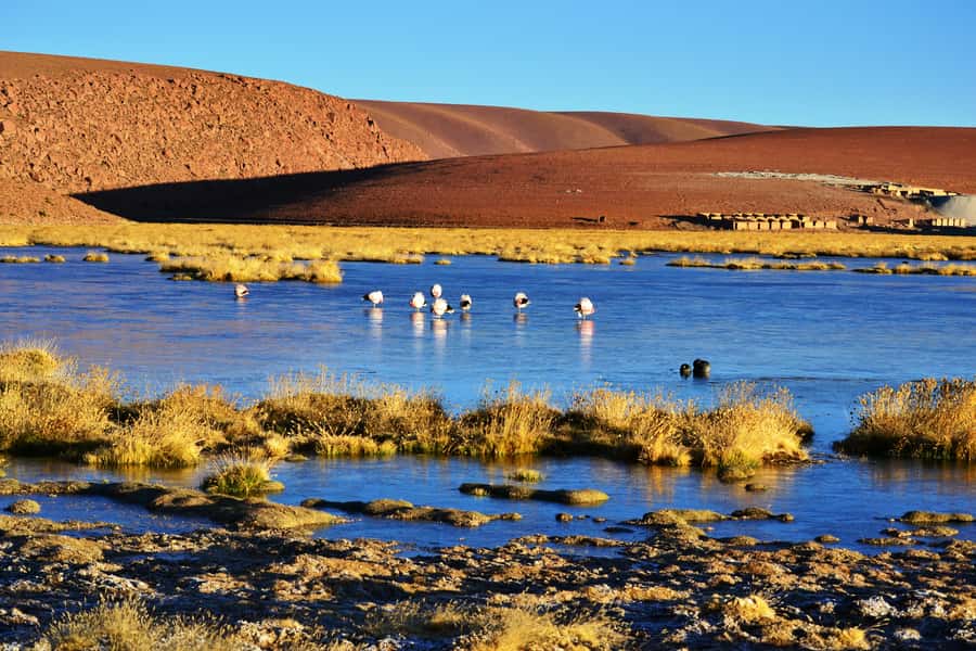 From San Pedro de Atacama: Tatio Geysers and Machuca Tour - Why the early trip to El Tatio is worth it