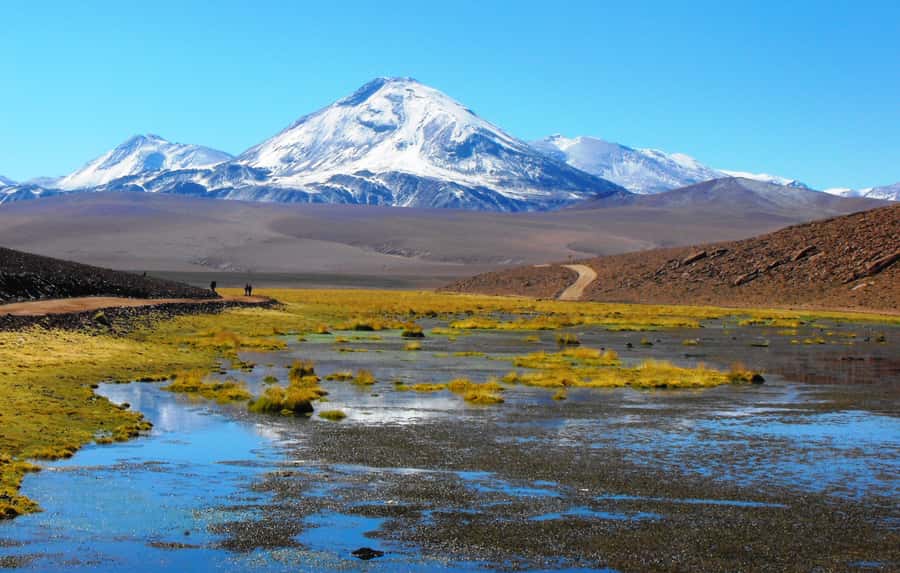 From San Pedro de Atacama: Tatio Geysers and Machuca Tour - The wetlands, birds, and high-Andes wildlife