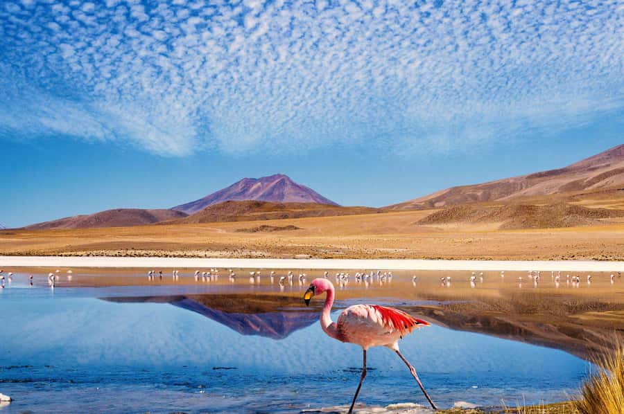 From San Pedro de Atacama: The Salt Flats Route, Full day - From San Pedro to the high road at Paso de Jama