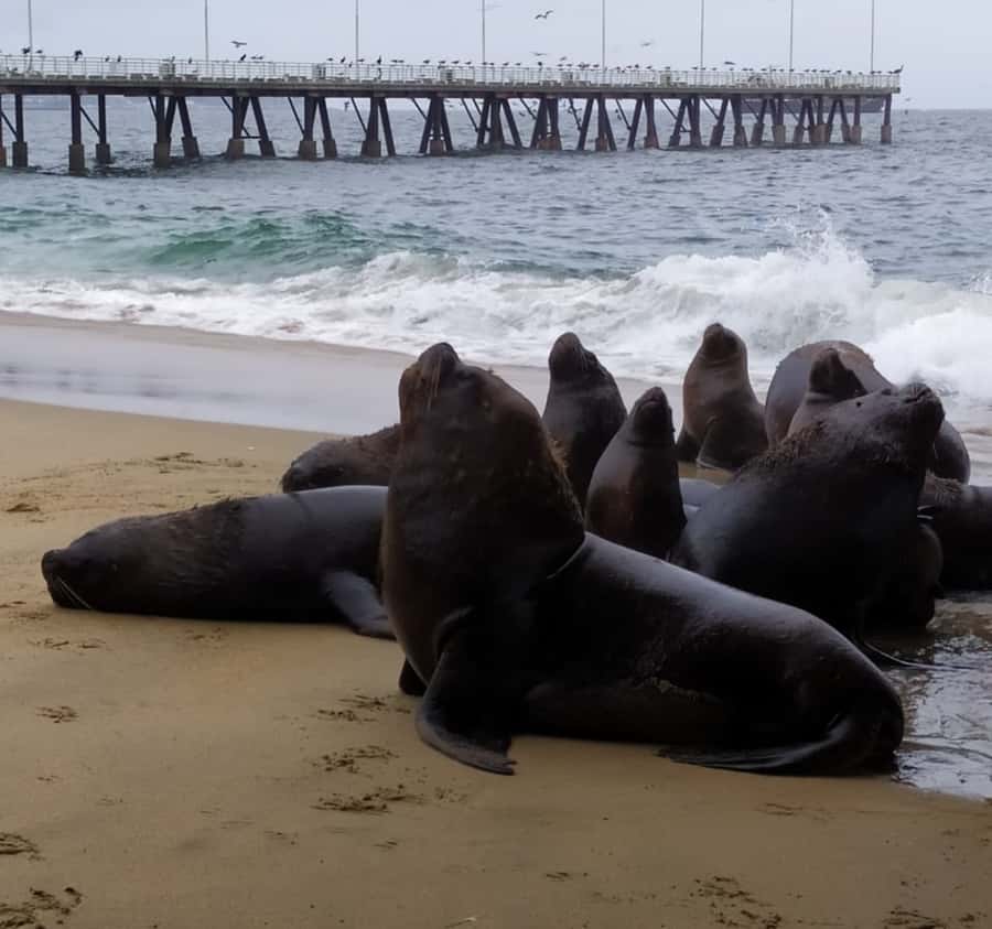 From Santiago: Highlights of Valparaiso and Viña del Mar - What the shared van is really like