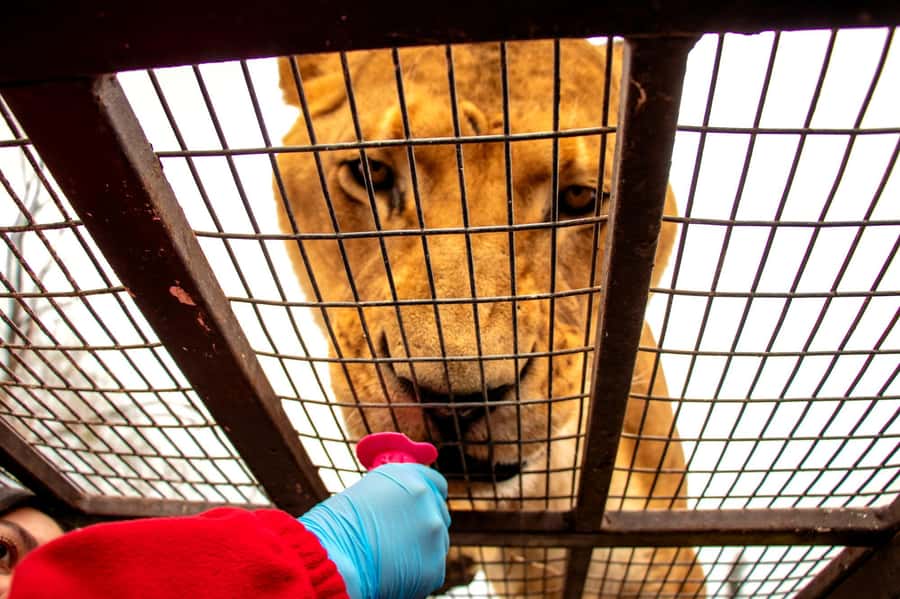 From Santiago: Safari Park, a wild experience - Key points at a glance