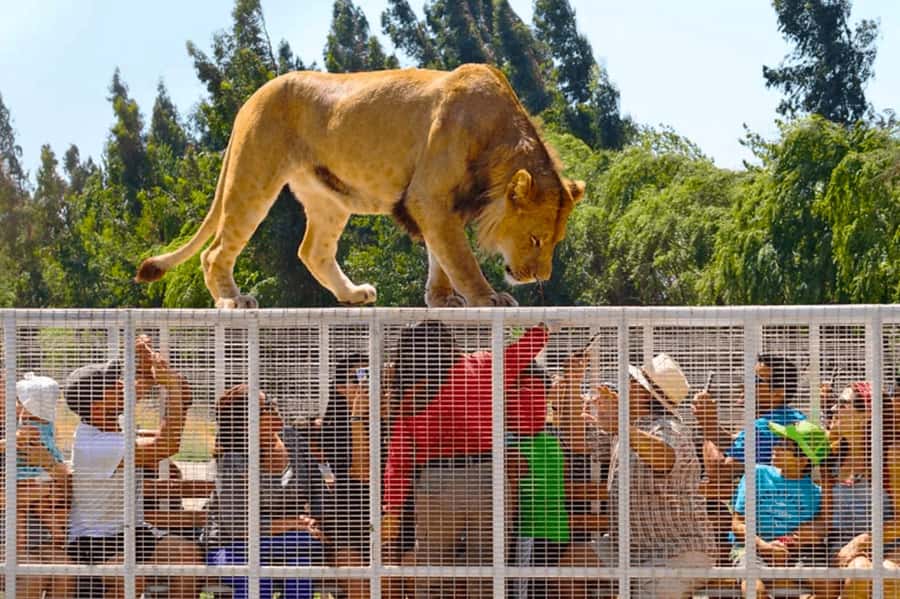 From Santiago: Safari Park, a wild experience - Starting with Chilean countryside breakfast