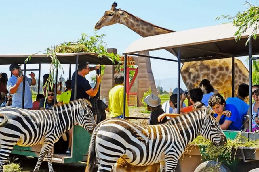 From Santiago: Safari Park, a wild experience - The Big Cats Safari