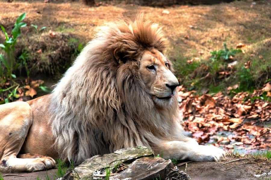 From Santiago: Safari Park, a wild experience - Jurassic Safari and the family appeal