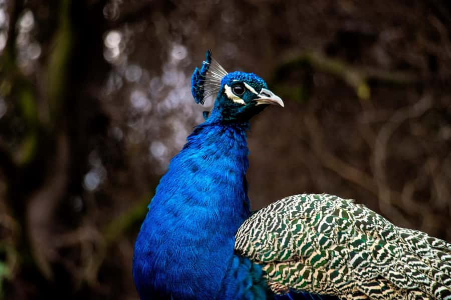 From Santiago: Safari Park, a wild experience - Lunch, timing, and the true cost of the day