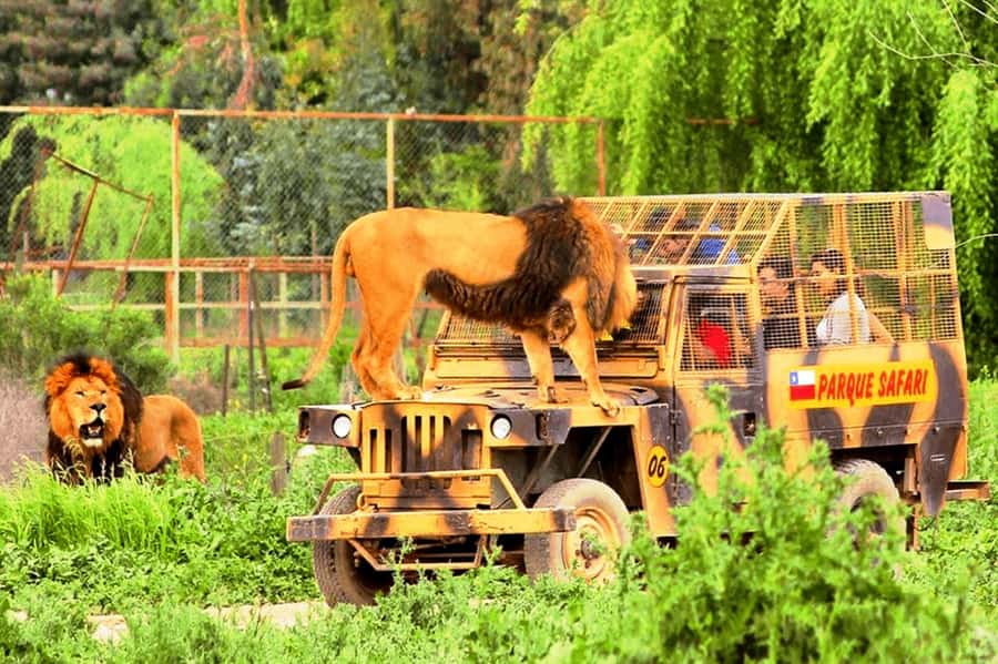 From Santiago: Safari Park, a wild experience - Who will enjoy this day most?