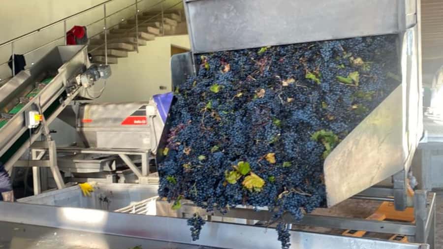 From Santiago: Undurraga Winery Tour with Tasting - Who will enjoy this four-hour wine outing