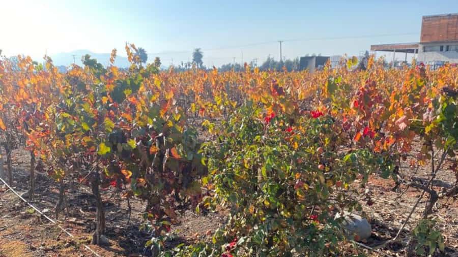 From Santiago: Undurraga Winery Tour with Tasting - What the $86 price really covers