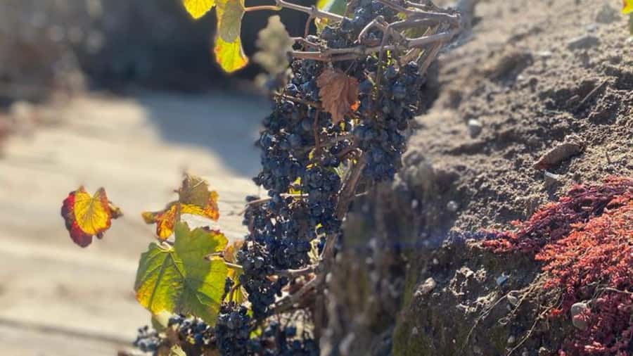 From Santiago: Undurraga Winery Tour with Tasting - Accessibility and basic planning