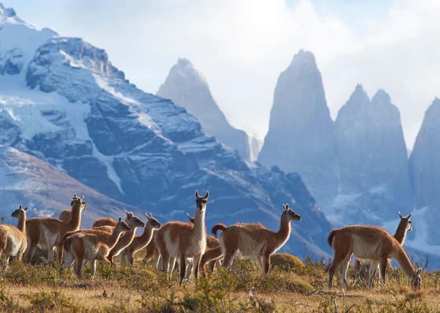 Full-Day Torres del Paine National Park from El Calafate - Why this day trip is worth considering