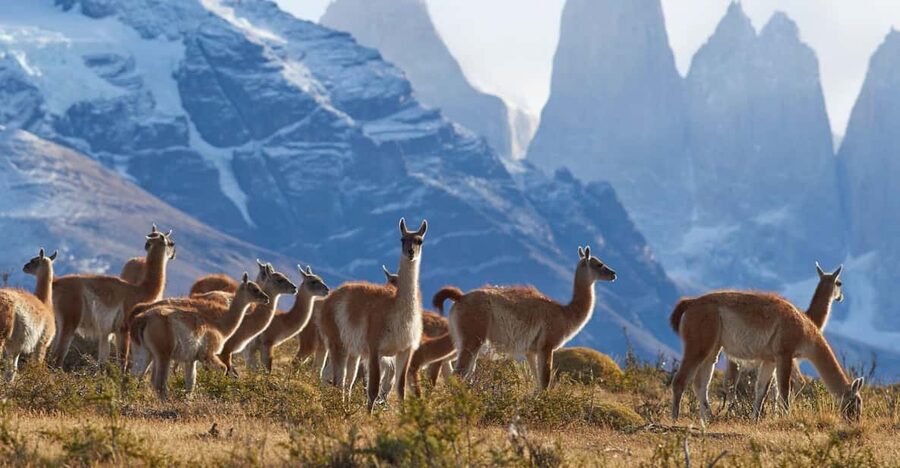 Full-Day Torres del Paine National Park from El Calafate - Nordenskjöld, Laguna Amarga, and Sarmiento