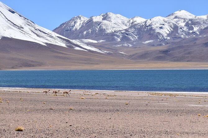 Full Day Tour Piedras Rojas Altiplanic Lagoons Chaxa Lagoon - The Tropic of Capricorn at 6:00 am