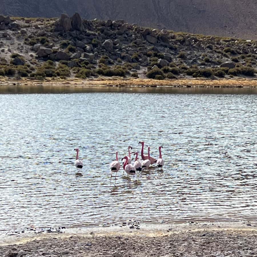 Geysers del Tatio: Sunrise and breakfast in Atacama - Putana River, bofedales, and Machuca
