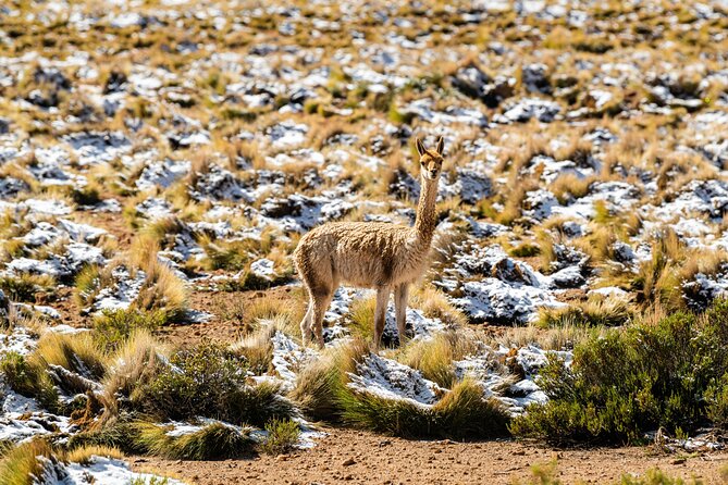 Guided tour to the Tatio Geyser breakfast at Geyser Blanco - Why the pre-dawn start is worth it