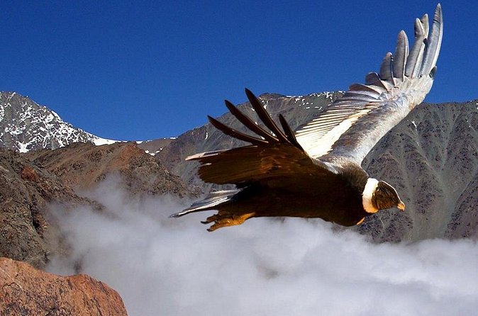 Half Day Private Trip to Valle Nevado with Cheese and Wine Carbon Neutral trip - Why the small group matters