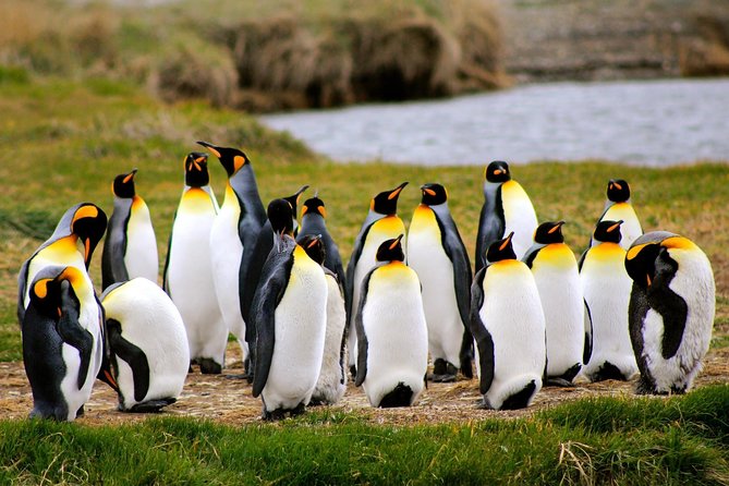 King Penguin Nature Reserve - Tierra del Fuego Island - Key points before you reserve