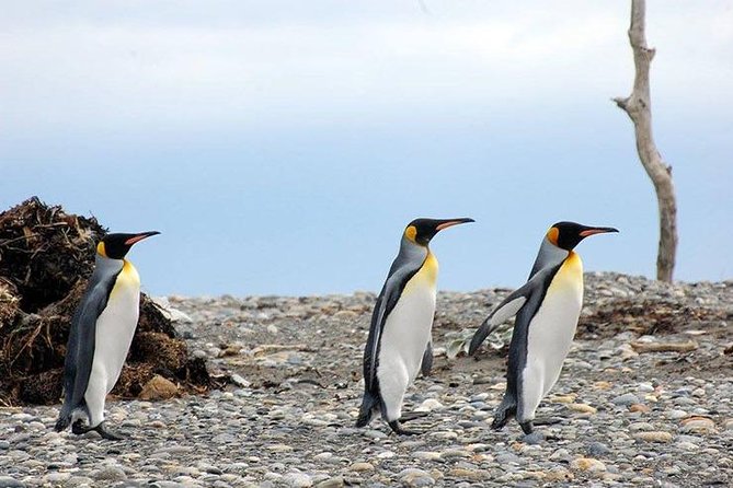 King Penguin Nature Reserve - Tierra del Fuego Island - The real reason to go: king penguins on Tierra del Fuego