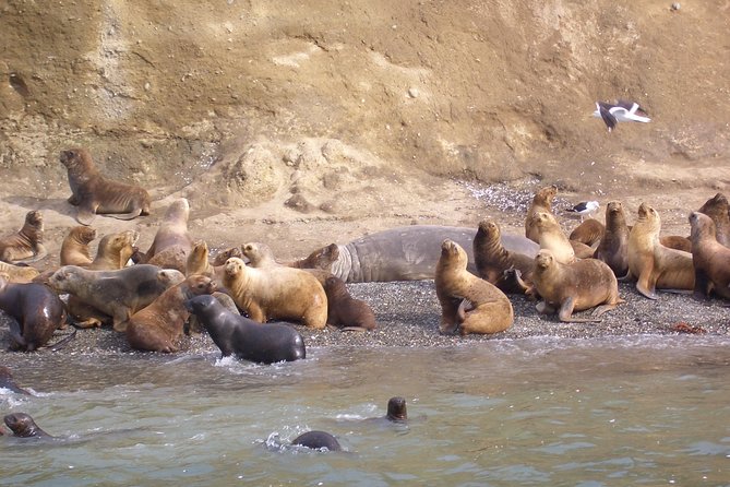 Magdalena Island Penguin Tour by Boat from Punta Arenas - Key points at a glance