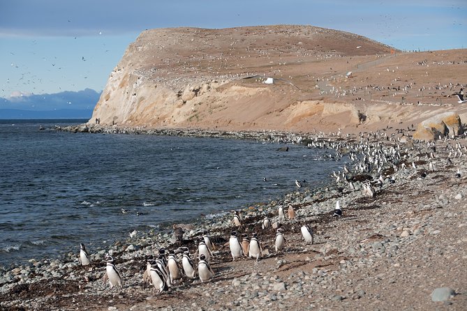 Magdalena Island Penguin Tour by Boat from Punta Arenas - Why Magdalena Island is worth the early alarm