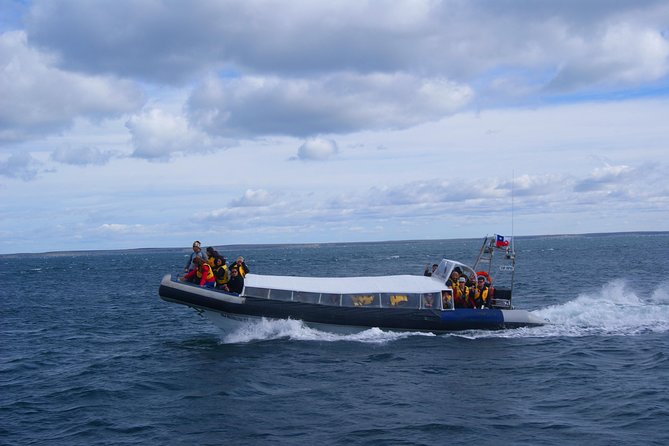 Magdalena Island Penguin Tour by Boat from Punta Arenas - The lighthouse and the island’s wider story