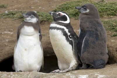 Magdalena Island Penguin Tour by Boat from Punta Arenas