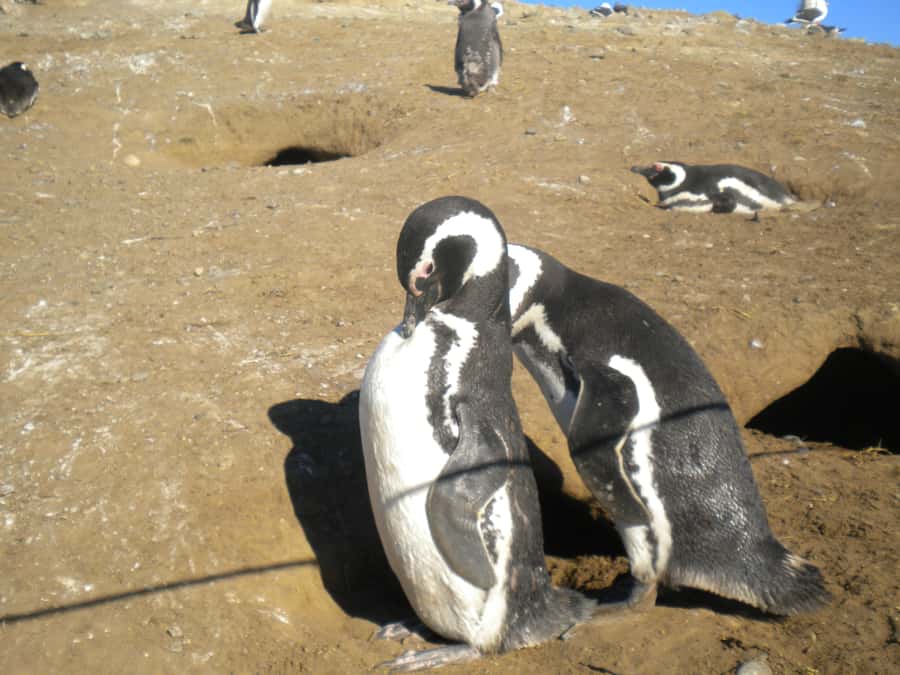 Magdalena Island Penguin Tour by Boat from Punta Arenas - Returning to Punta Arenas